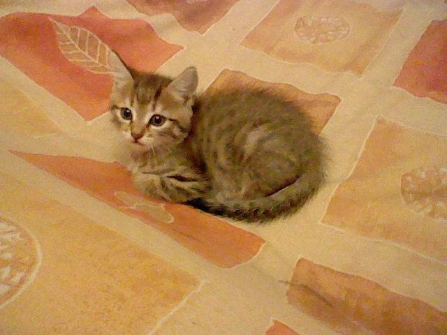 allie - (6 mois)