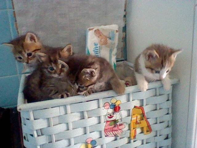 allie,élisa, patapoof et vanille - (5 mois)