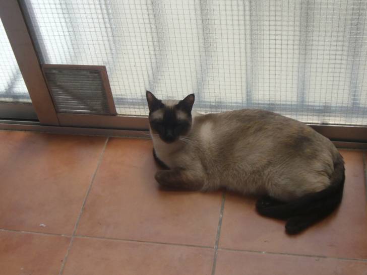Hugo - Mâle (2 ans)