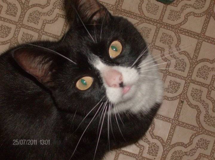 Oreo Cookie - (7 ans)