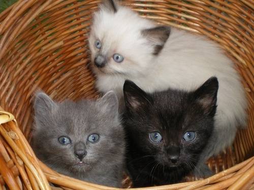 Angelo(disparu),Kenza(disparue),Roméo - Mâle (1 mois)