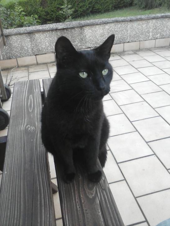 reglisse - Mâle (2 ans)