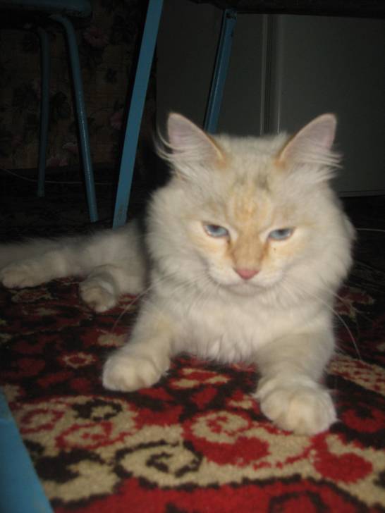 esprit - Mâle (4 ans)