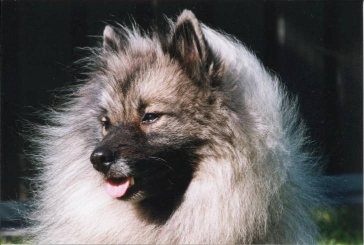 Vendorfe Chase n'th USA CDX --- RIP - (14 ans)