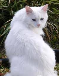 Simba - Mâle (4 ans)