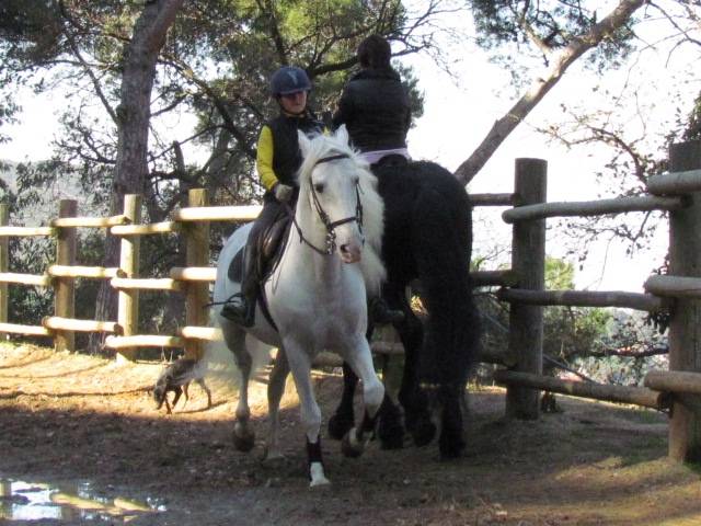 Maestro - Mâle (20 ans)