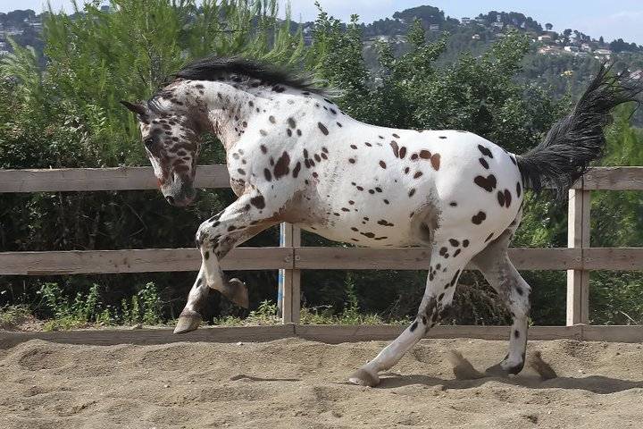 Napoleón - Mâle (2 ans)
