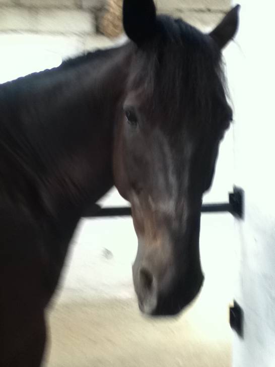 Pyramiso - Mâle (9 ans)