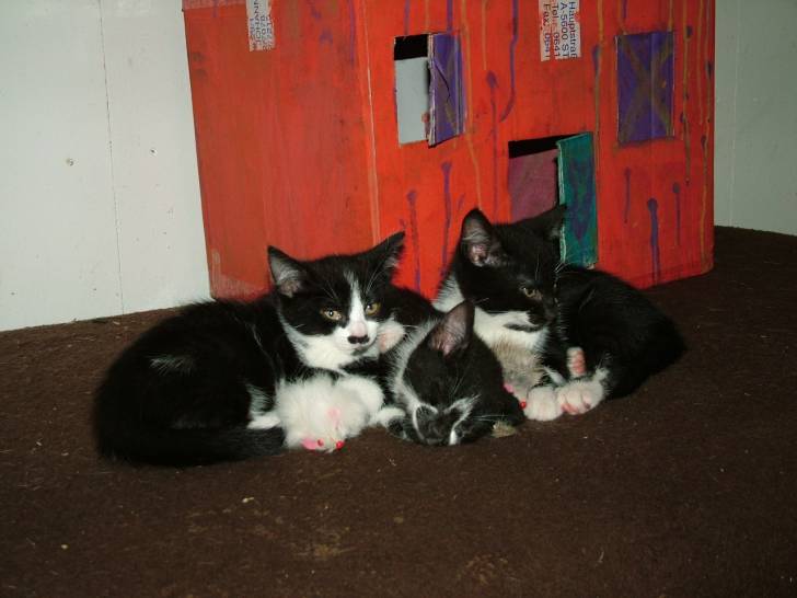 Unsere Katzenbabys 2008 - (1 mois)