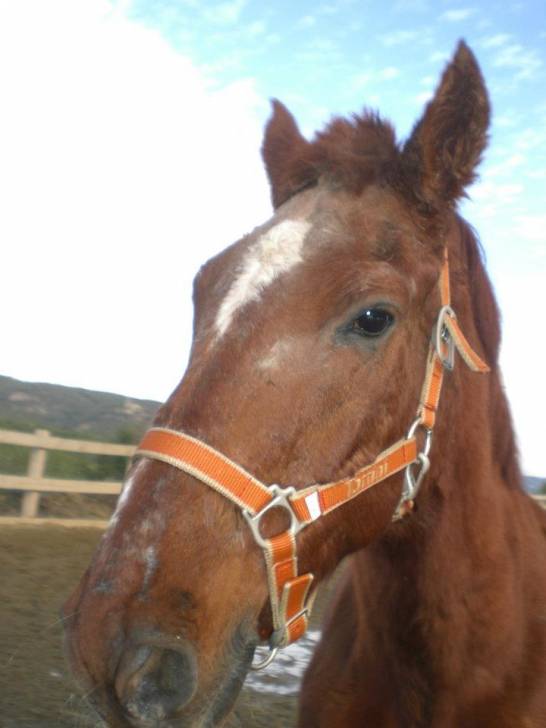 Canelo - Mâle (15 ans)
