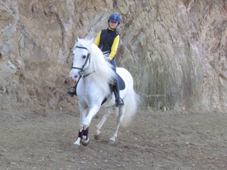 Maestro - Mâle (20 ans)