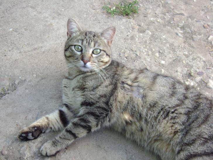 Romanito - Mâle (5 ans)