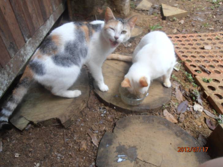 lola & louka -