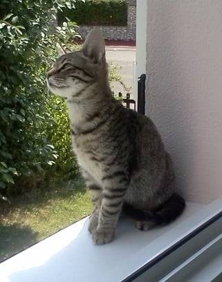 Baloo - Mâle (4 mois)