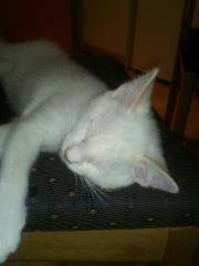 Lucky - Mâle (1 mois)