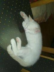Lucky - Mâle (1 mois)