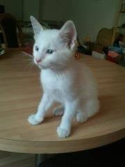 Lucky - Mâle (1 mois)