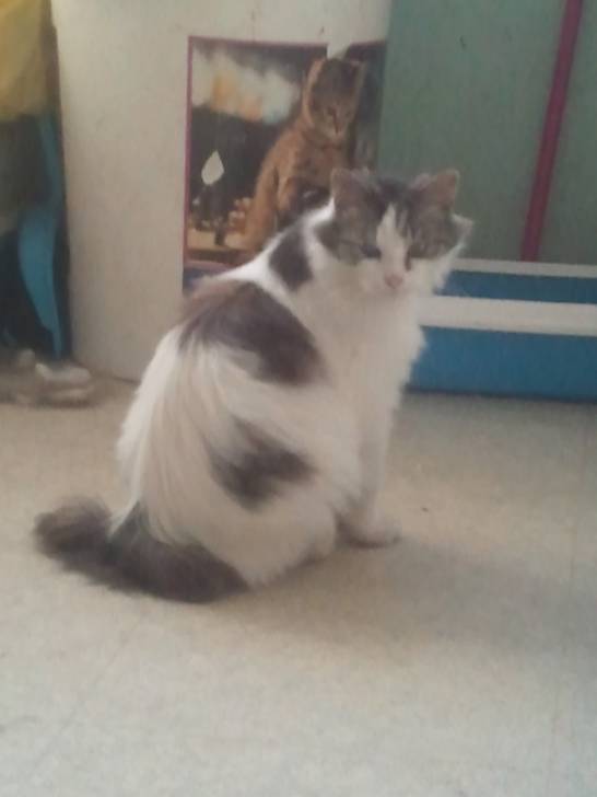 Playboy - Mâle (2 ans)