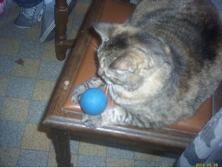 missy - (3 ans)