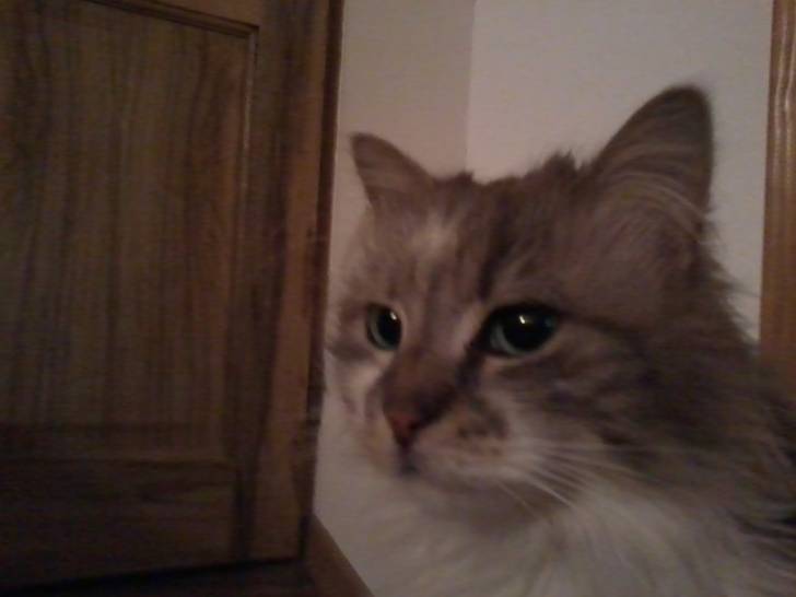 Enola - (2 ans)