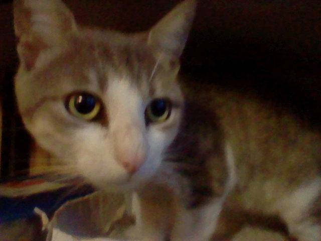 minou - Mâle (3 ans)