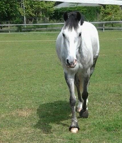 Moon Light - Mâle (5 ans)