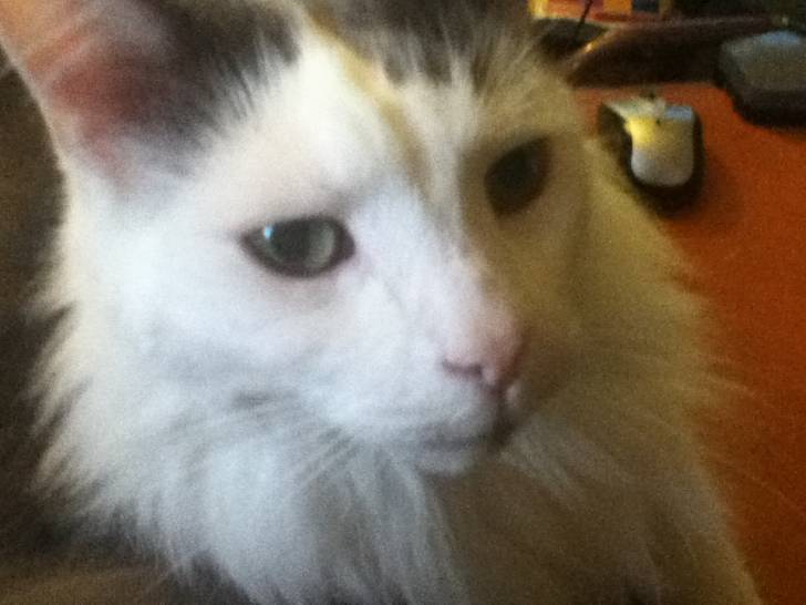 Mr.Snuggles - Mâle (8 ans)