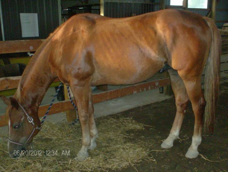 Russ - Mâle (14 ans)