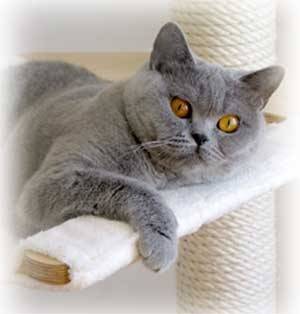 Minka lue - (5 ans)