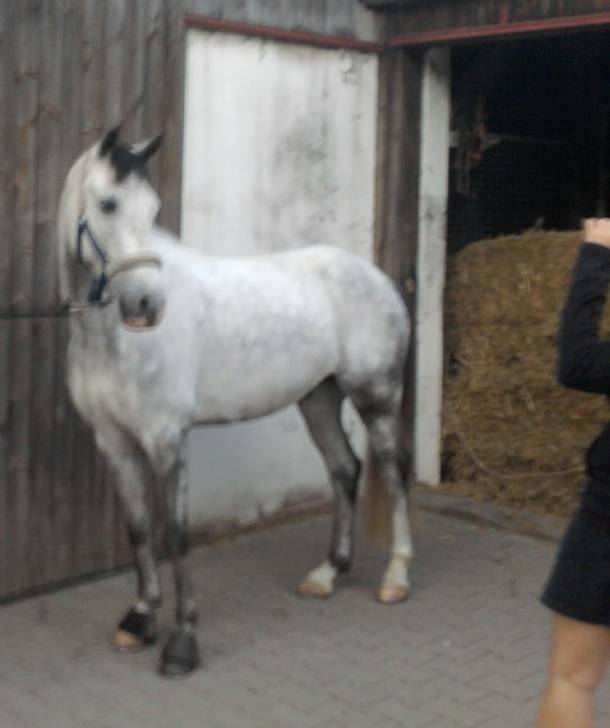 Moon Light - Mâle (5 ans)