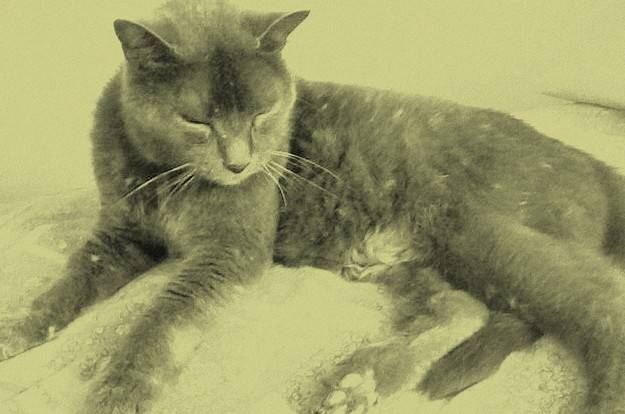 Bouboule - Mâle (16 ans)