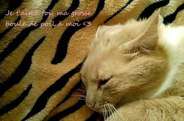 bernie - Mâle (7 ans)