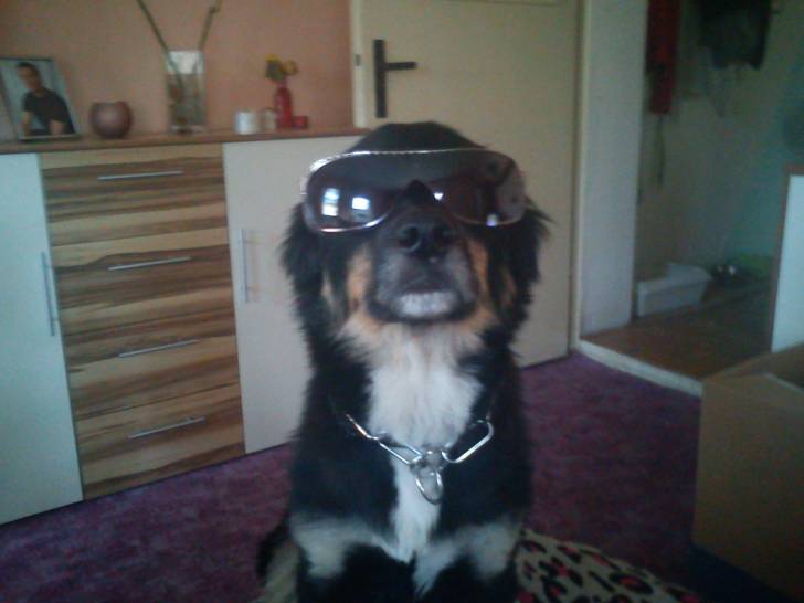 Bobby - Mâle (3 ans)