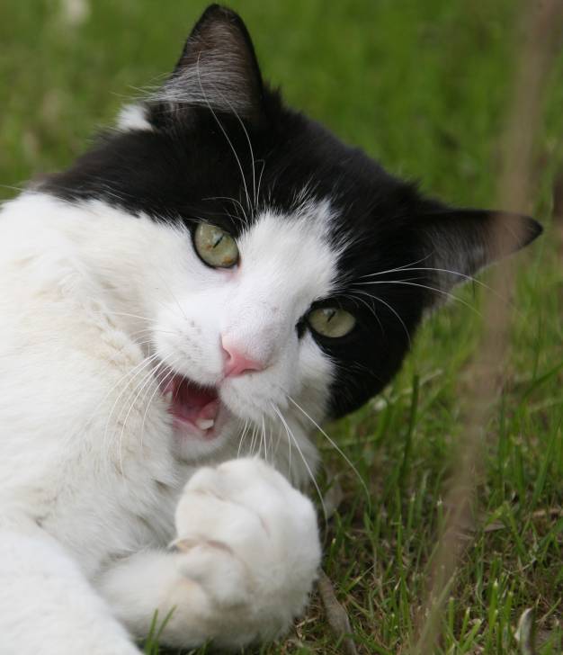 Toulouse - Mâle (3 ans)