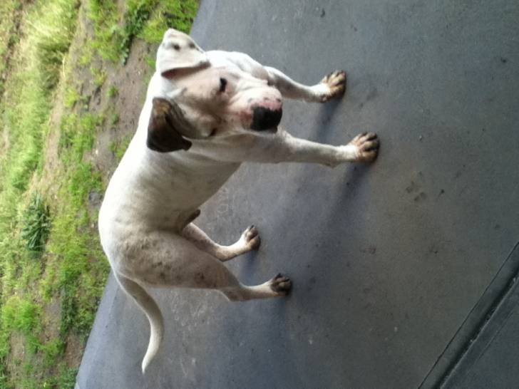 Winston - Mâle (1 an)