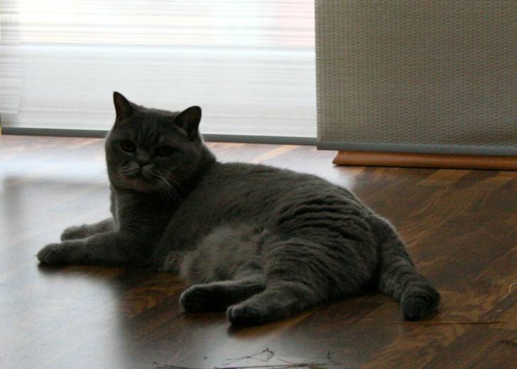 Carly - Mâle (3 ans)