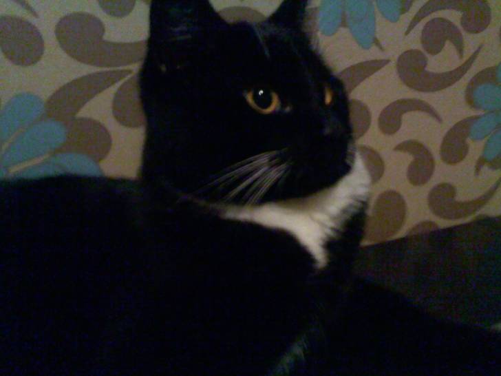 riley - Mâle (2 mois)