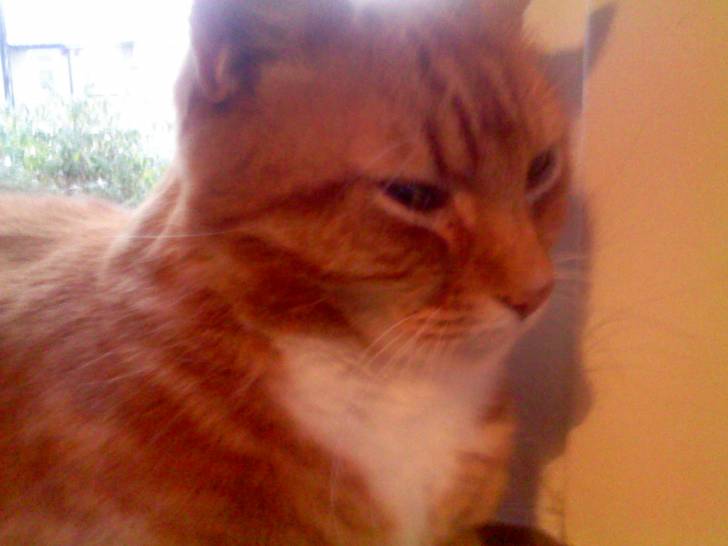 boots - Mâle (8 ans)