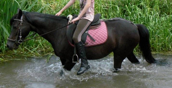 Kosmique de Chanteau - (14 ans)