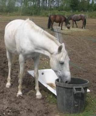 Haricot - Mâle (17 ans)