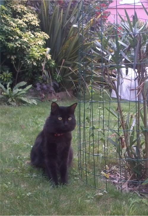 Camomile - (4 ans)