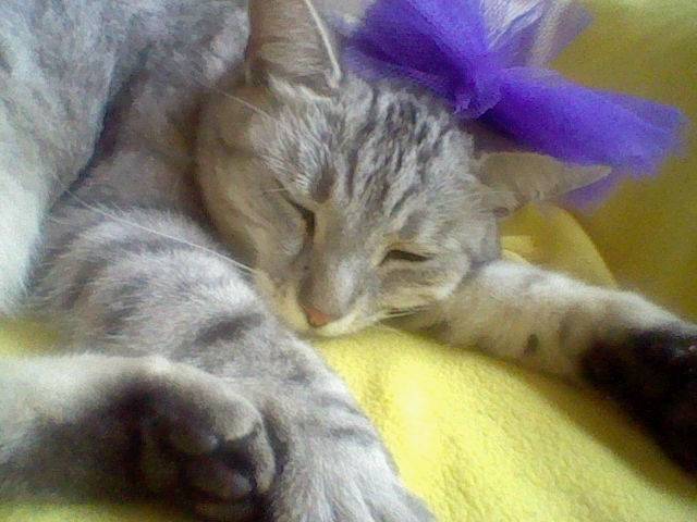 Kimba - (7 ans)