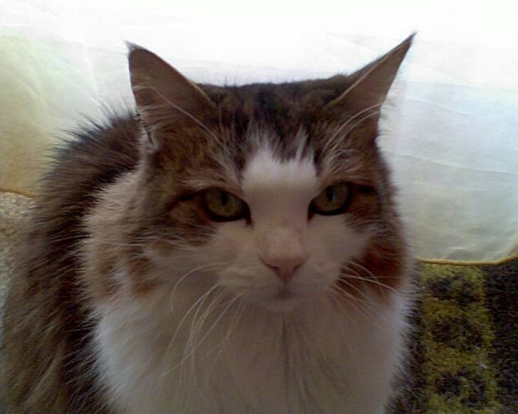 Ninou - (15 ans)