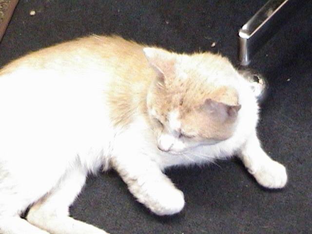 tom - Mâle (10 ans)