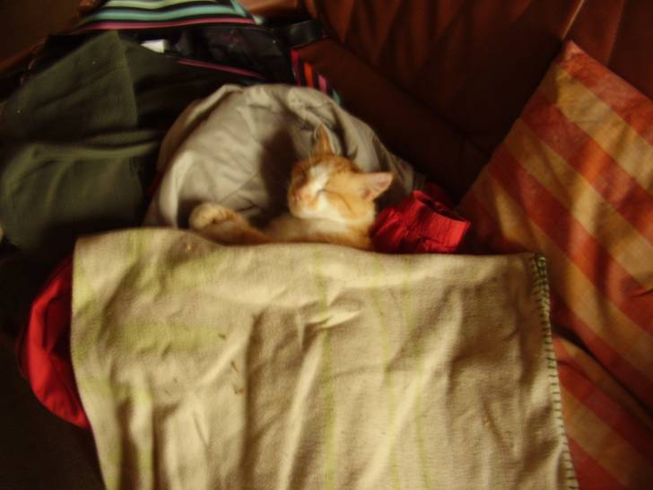 filou - Mâle (2 ans)
