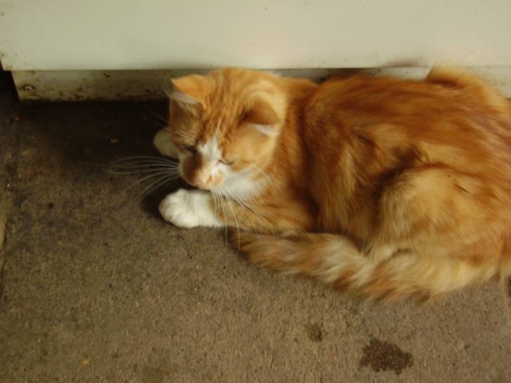 filou - Mâle (2 ans)