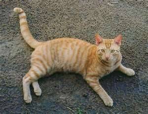 George - Mâle (3 ans)