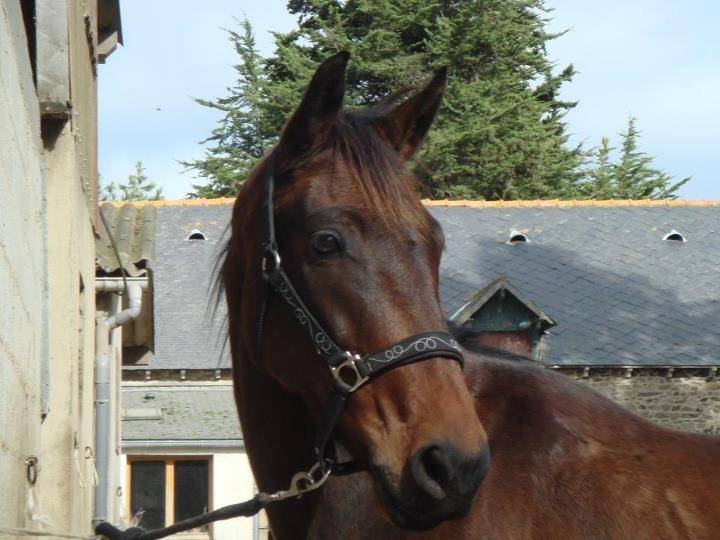 Torenzo de Blondel - Mâle (5 ans)