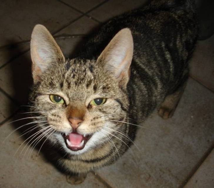 Rin - Mâle (4 ans)