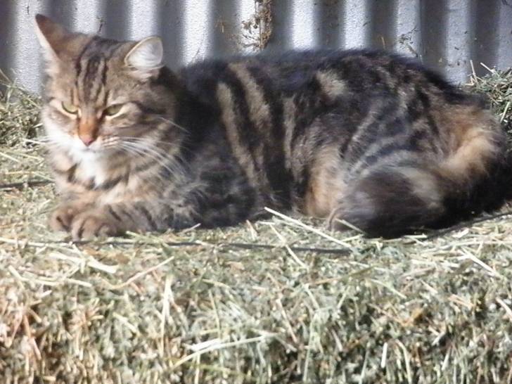Abby - (3 ans)